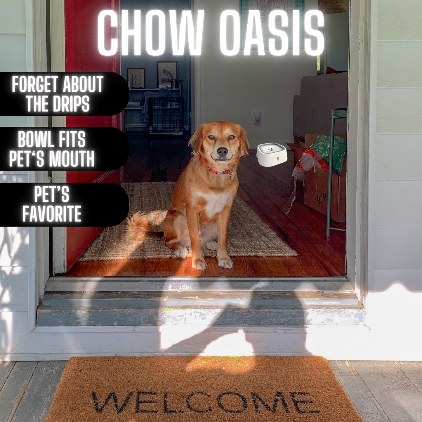 Chow Oasis
